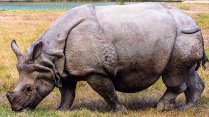 An African white rhinoceros urinating