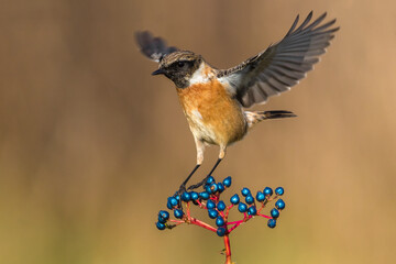 Roodborsttapuit; European Stonechat; Saxicola rubicola