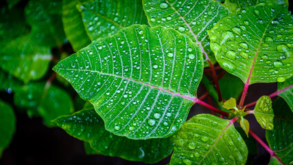 Beautiful green leaves texture with fresh rain water droplets