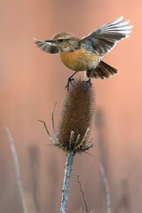 Roodborsttapuit; European Stonechat; Saxicola rubicola