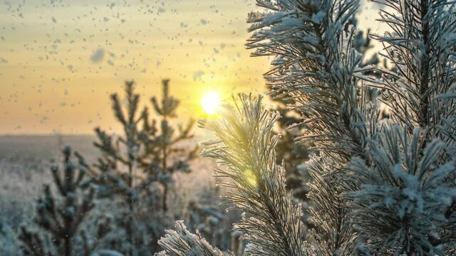 Snow falling nature forest trees landscape on white sunny winter day mood. Light and bright snow cold time, video loop, cinemagraph. Video loop