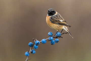Roodborsttapuit; European Stonechat; Saxicola rubicola