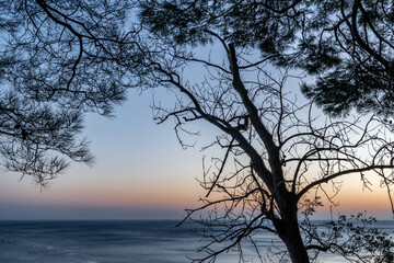 Fototapeta na wymiar Silhouettes of trees against the sunset