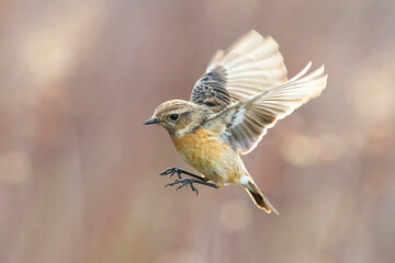 Roodborsttapuit; European Stonechat; Saxicola rubicola
