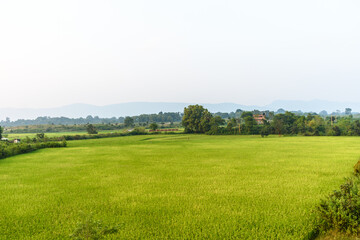 Fototapeta na wymiar Paddy fields in the rural parts of India 