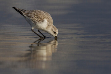 Drieteenstrandloper, Sanderling; Calidris alba