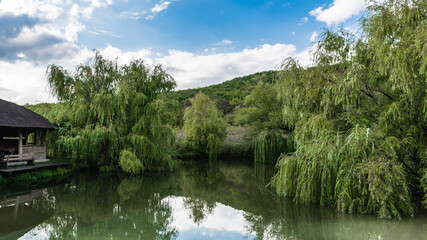 Fototapeta premium A small pond surrounded by weeping willows