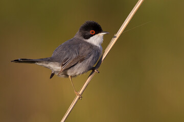 Kleine Zwartkop; Sardinian Warbler; Sylvia melanocephala