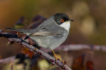 Kleine Zwartkop; Sardinian Warbler; Sylvia melanocephala