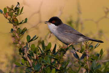 Kleine Zwartkop; Sardinian Warbler; Sylvia melanocephala