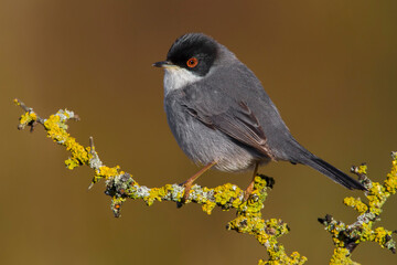 Kleine Zwartkop; Sardinian Warbler; Sylvia melanocephala