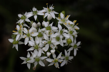 Garlic chives white flowers edible vegetable garden. Chinese chives  Kow choi