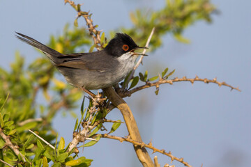 Kleine Zwartkop; Sardinian Warbler; Sylvia melanocephala
