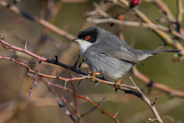 Kleine Zwartkop; Sardinian Warbler; Sylvia melanocephala