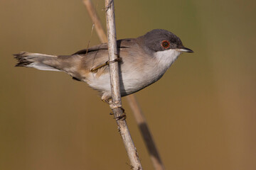Kleine Zwartkop; Sardinian Warbler; Sylvia melanocephala