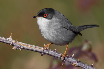 Kleine Zwartkop; Sardinian Warbler; Sylvia melanocephala