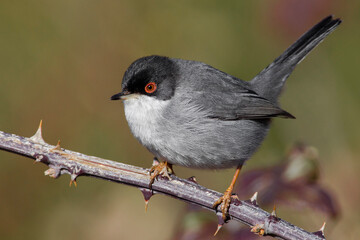 Kleine Zwartkop; Sardinian Warbler; Sylvia melanocephala