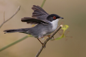 Kleine Zwartkop; Sardinian Warbler; Sylvia melanocephala