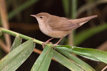 Snor, Savi's Warbler; Locustella luscinioides