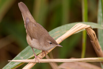 Snor, Savi's Warbler; Locustella luscinioides