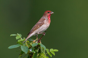 Roodmus; Scarlet Rosefinch; Carpodacus erythrynus