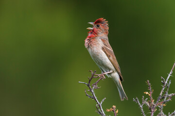 Roodmus; Scarlet Rosefinch; Carpodacus erythrynus