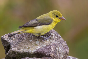 Fototapeta premium Zwartvleugeltangare, Scarlet Tanager, Piranga olivacea