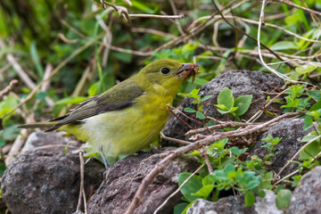 Zwartvleugeltangare, Scarlet Tanager, Piranga olivacea