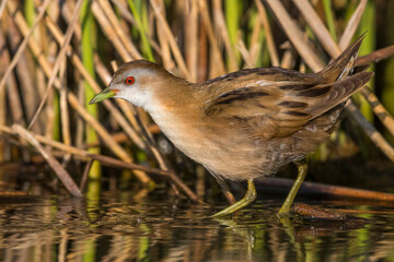 Klein Waterhoen; Little Crake; Porzana parva