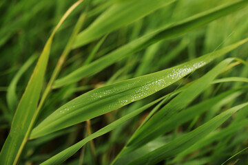 Close-up of a leaf and water drops on it background. Fresh green grass with water drops on it