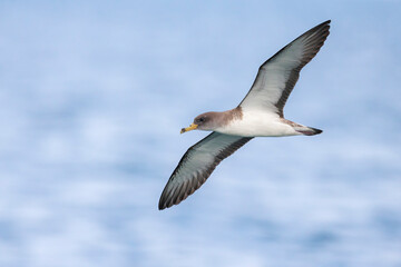 Scopoli's Pijlstormvogel; Scopoli's Shearwater; Calonectris diomedea diomedea