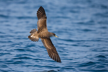 Scopoli's Pijlstormvogel; Scopoli's Shearwater; Calonectris diomedea diomedea