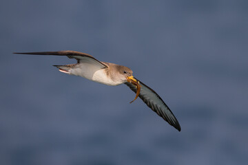 Scopoli's Pijlstormvogel; Scopoli's Shearwater; Calonectris diomedea diomedea