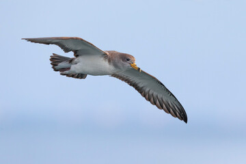 Scopoli's Pijlstormvogel; Scopoli's Shearwater; Calonectris diomedea diomedea