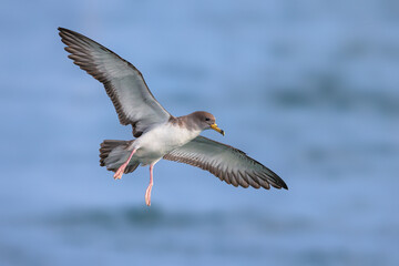 Scopoli's Pijlstormvogel; Scopoli's Shearwater; Calonectris diomedea diomedea