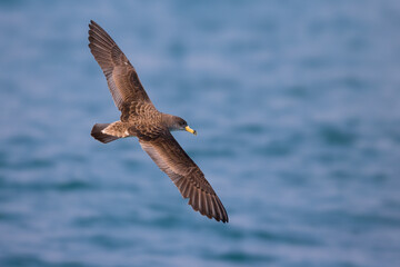 Scopoli's Pijlstormvogel; Scopoli's Shearwater; Calonectris diomedea diomedea