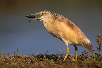 Ralreiger; Squacco Heron; Ardeola ralloides