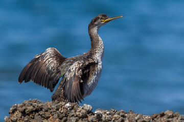 Kuifaalscholver; European Shag; Phalacrocorax aristotelis desmarestii