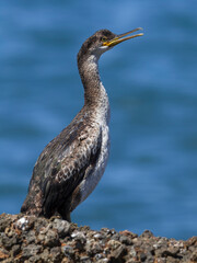 Kuifaalscholver; European Shag; Phalacrocorax aristotelis desmarestii