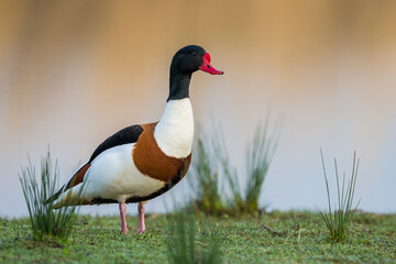 Bergeend, Common Shelduck, Tadorna tadorna
