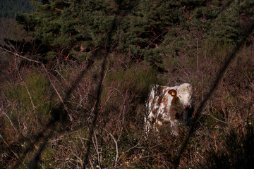 krowa zwierze las drzewa rośliny © Piotr