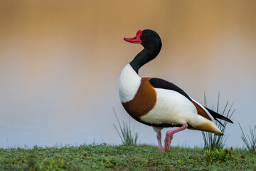 Bergeend, Common Shelduck, Tadorna tadorna