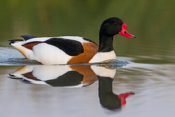 Bergeend, Common Shelduck, Tadorna tadorna