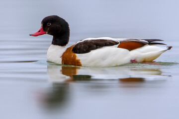 Bergeend; Common Shelduck; Tadorna tadorna