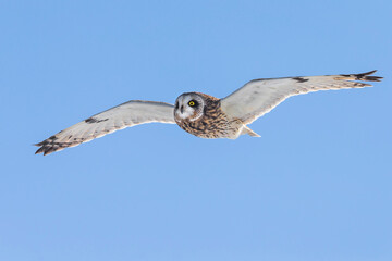Velduil; Short-eared Owl; Asio flammeus