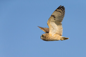 Velduil; Short-eared Owl; Asio flammeus