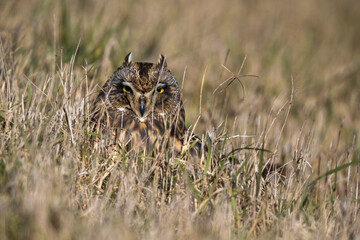 Velduil; Short-eared Owl; Asio flammeus