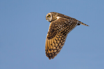 Velduil; Short-eared Owl; Asio flammeus