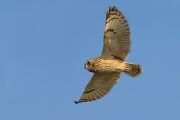 Velduil; Short-eared Owl; Asio flammeus