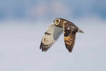 Velduil; Short-eared Owl; Asio flammeus